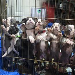 Boston Terrier Puppies from 907 Bostons