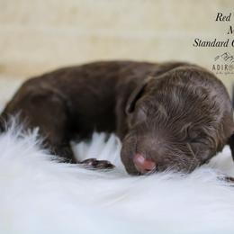 Red collar - Chocolate male Goldendoodle puppy in Plattsburgh, New York from Adirondack Poodles Goldendoodles,Bernedoodles & Schnoodles