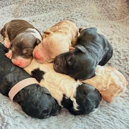 Girl 4 - Tri-color female Bernedoodle puppy in Pottstown, Pennsylvania from Willow-Be Doodles