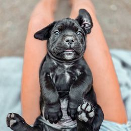 Tank - Black male Cane Corso puppy in Kent, Washington from Grande Kennels