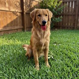 Presly - Golden Retriever
