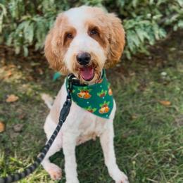 Addy - Parti female Goldendoodle puppy in Cocoa, Florida from The Coastal Homestead