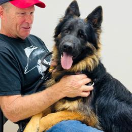 Reagan - German Shepherd