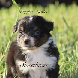 Sweetheart - Black tri-color female Australian Shepherd puppy in Ceres, California from Knight's Aussies
