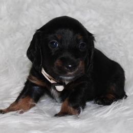 Black and Tan Female - Black and tan female Dachshund puppy in Lily, Kentucky from Little Acres Miniature Dachshunds