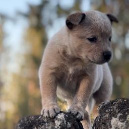 Pearl - Red speckled female Australian Cattle Dog puppy in Edwall, Washington from Firecreek Farm & Designs