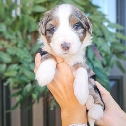 Bowie - Merle male Bernedoodle puppy in Moses Lake, Washington from Macy Meadows Doodles