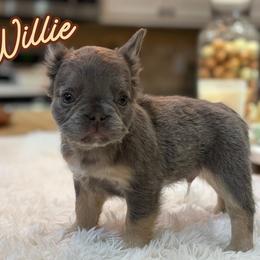 Willie - Blue male French Bulldog puppy in Ennis, Texas from Family Farm Frenchies
