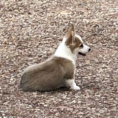 Ben - Red male Pembroke Welsh Corgi puppy in Vernal, Utah from Bingo's Kennel