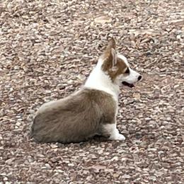Ben - Red male Pembroke Welsh Corgi puppy in Vernal, Utah from Bingo's Kennel