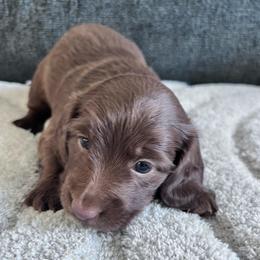 Coco - Chocolate female Dachshund puppy in Ocala, Florida from Weenie Boops