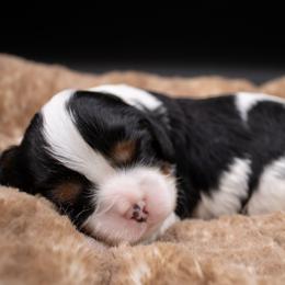 Scrabble - Tri-color female Cavalier King Charles Spaniel puppy in Hendersonville, North Carolina from Grayfinn House