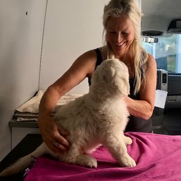 Golden Retriever Puppies from West Coast Cream Goldens