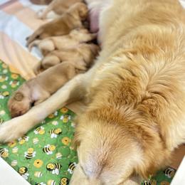 Mr. Blue - Golden male Golden Retriever puppy in Blue Springs, Missouri from Farmstead 51
