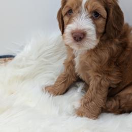 Australian Labradoodle Puppies from Paws Beyond The Pines