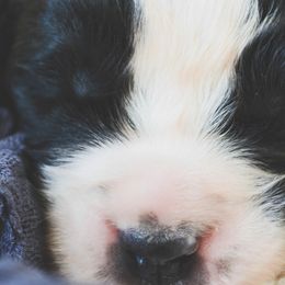 Saint Bernard Puppies from Atkinson Saint Bernards