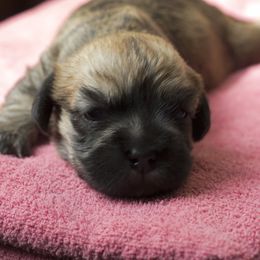 Dandie Dinmont Terrier Puppies from Bonnyrigg