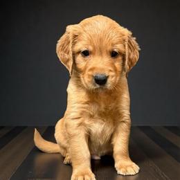 Clyde - Golden male Golden Retriever puppy in Salt Lake City, Utah from Soaring golden retrievers