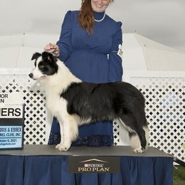 Petals - Border Collie