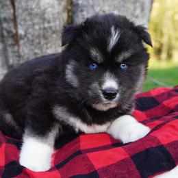 Sailor - Black and white male Siberian Husky puppy in Wiscasset, Maine from Running with Huskies
