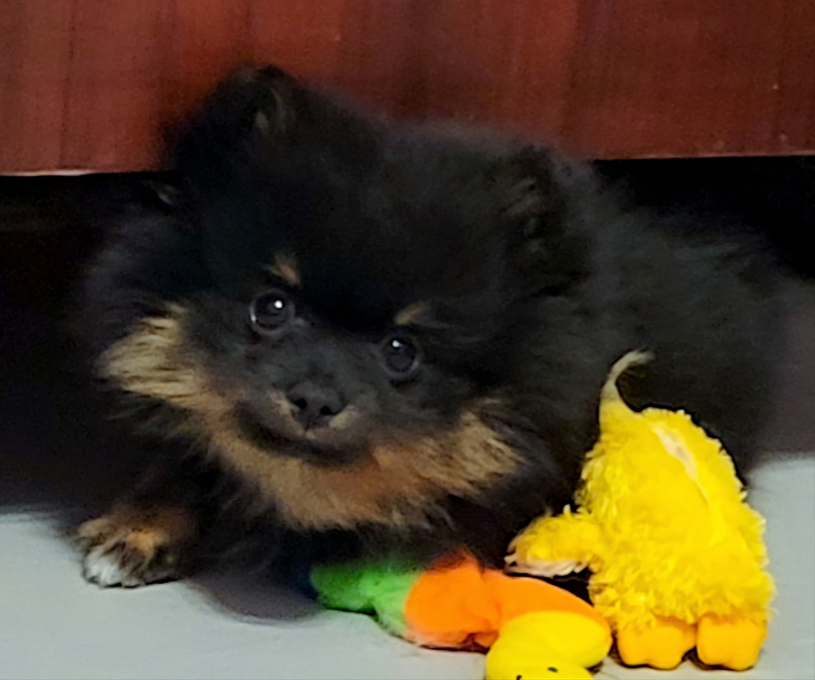 Pomeranian Puppies from Pawsome Poms