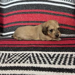 Miss Red Collar - Cream female Dachshund puppy in Willow Springs, Missouri from Krazy Acre Farm