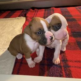 Fawn Male - Fawn male Boxer puppy in Butler, Pennsylvania from Schaible's Boxer Huddle