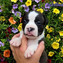 Achilles - Brown brindle male American Staffordshire Terrier puppy in Clintwood, Virginia from SkyBlue Kennel