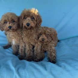 Boy 1 - Red  male Poodle puppy in Vista, California from Red Head Heaven Poodles
