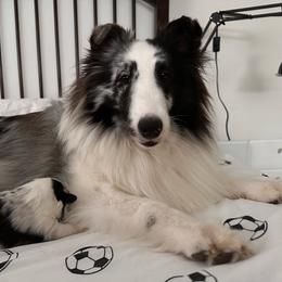 Kora - Shetland Sheepdog