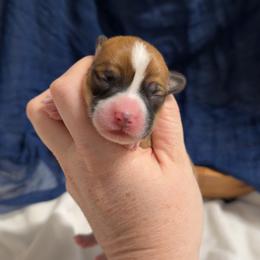 Greg - Red male Pembroke Welsh Corgi puppy in Bloomfield, Iowa from Beebe’s Corgis