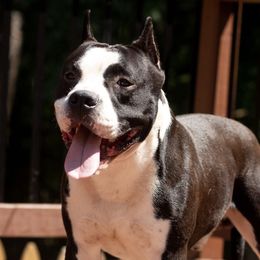 Bling - American Staffordshire Terrier