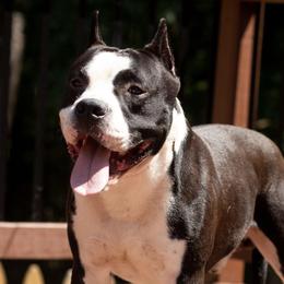 Bling - American Staffordshire Terrier