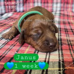 Janus - Brindle male Dachshund puppy in Harrodsburg, Kentucky from Wayward Home Dachshunds