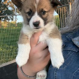 Ollie - Sable male Pembroke Welsh Corgi puppy in Derby, Iowa from Newton Hay & Cattle