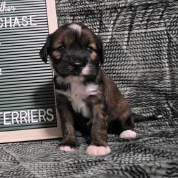 Chai - Sable and white female Tibetan Terrier puppy in Lane County, Oregon from Zara Tibetan Terriers
