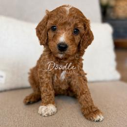 Cedar - Red  male Goldendoodle puppy in Gilbert, Arizona from Doodle Bliss