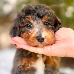 Prince Florian - Merle male Bernedoodle puppy in Highland, Utah from Angel Pups Deluxe