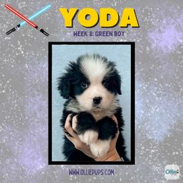 Yoda - male Golden Mountain Dog puppy in Boiling Springs, South Carolina from OlliePups, LLC