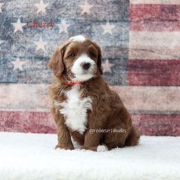 Cherry - Apricot female Australian Labradoodle puppy in Hurricane, Utah from Red Desert Doodles