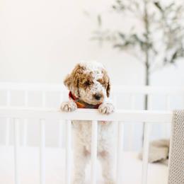 Goldendoodle Puppies from Dashing Doodle Pups