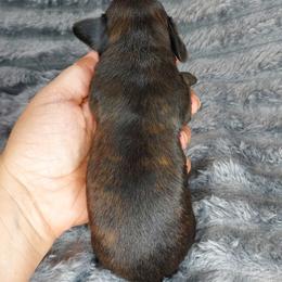 ISAAC - Black Brindle - Brindle male Dachshund puppy in Swink, Oklahoma from Palali Farm