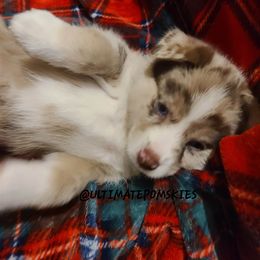 Pomsky Puppies from Ultimate Pomskies LLC
