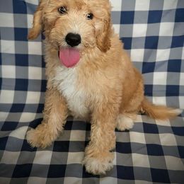 Blueberry - Cream female Goldendoodle puppy in Coarsegold, California from Hobbit Hollow Acres