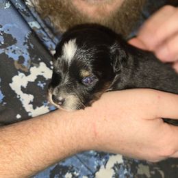 Commet - Black tri male Miniature Australian Shepherd puppy in Arlington, Texas from CopperHead Aussies