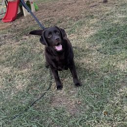 Kira - Labrador Retriever puppy from SunState Labs