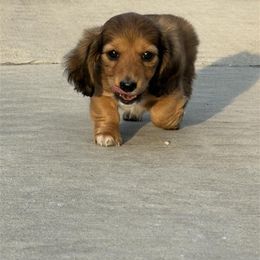 Kricket - Dachshund