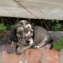 Baron - Cream male Dachshund puppy in Deming, New Mexico from FoxieDoxies of New Mexico