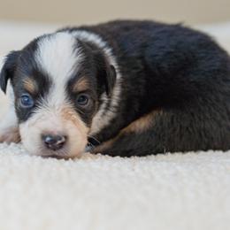 Arizona - Black tri female Miniature Australian Shepherd puppy in Buna, Texas from R & C Kennels