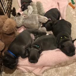 French Bulldog Puppies from Crooked C Ranch